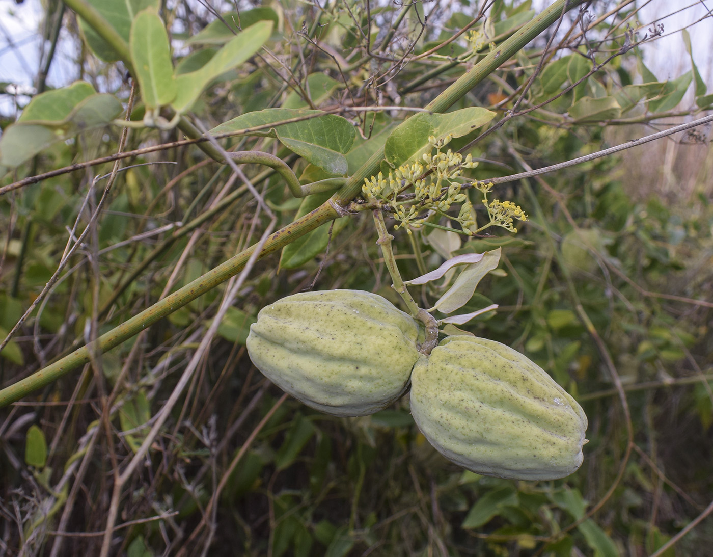 Image of Araujia sericifera specimen.