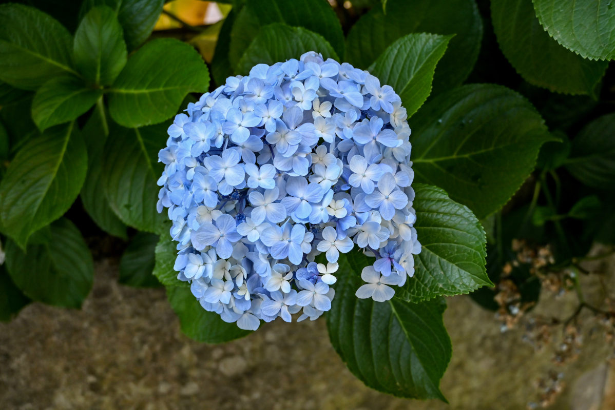 Изображение особи Hydrangea macrophylla.