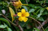 Allamanda schottii