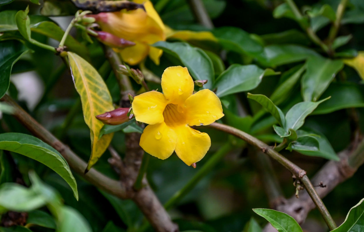 Image of Allamanda schottii specimen.