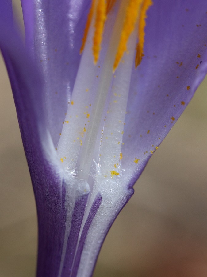 Image of Crocus vernus specimen.