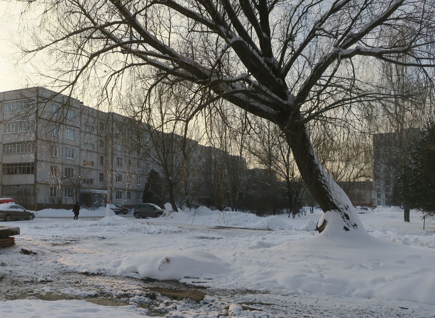 Изображение особи Salix alba.