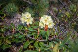 Rhododendron aureum. Цветущие растения. Приморский край, Чугуевский р-н, гора Облачная, в зарослях кедрового стланика (Pinus pumila). 10.06.2021.