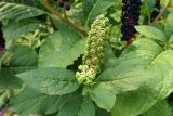 Phytolacca acinosa. Незрелое соплодие. Челябинская обл., г. Челябинск, ботсад ЧелГУ, в культуре. 08.08.2022.