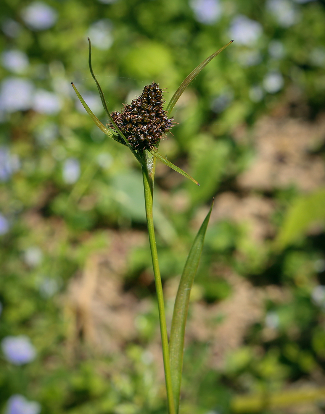 Image of Luzula multiflora specimen.