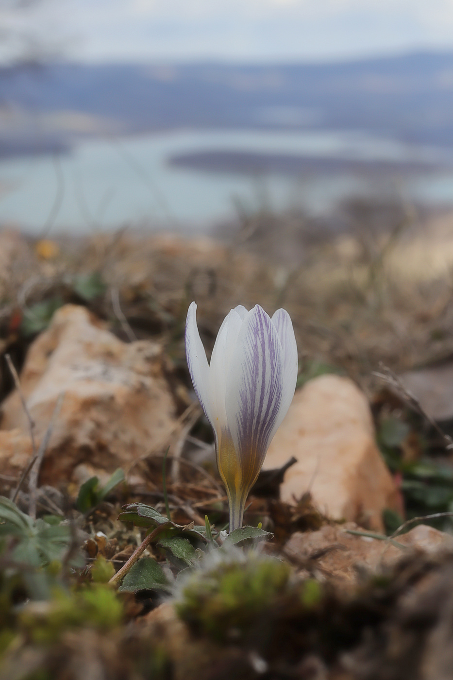Изображение особи Crocus tauricus.