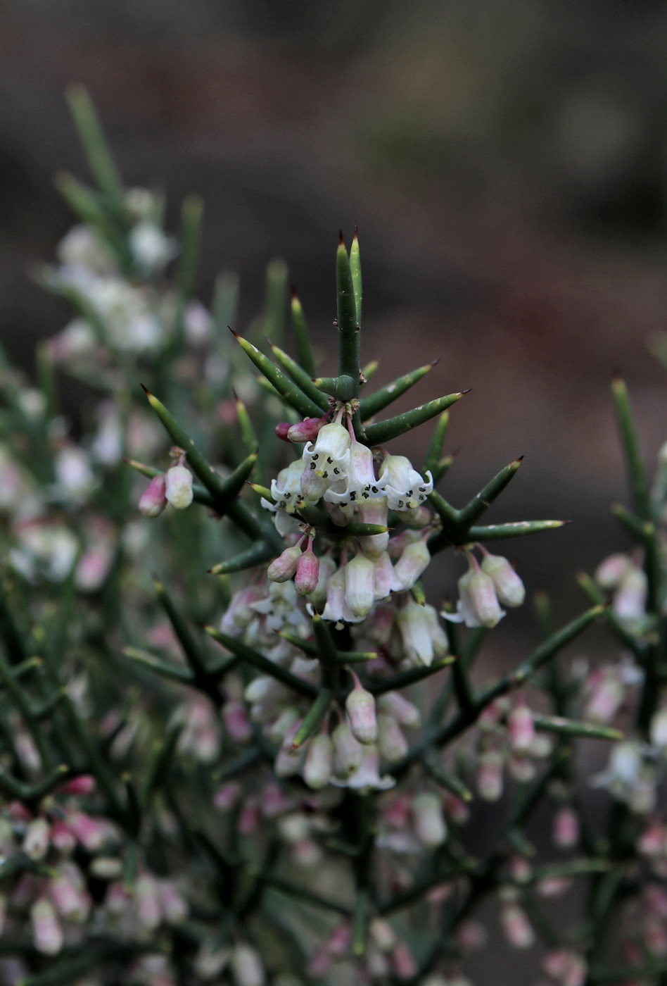 Изображение особи Colletia spinosissima.