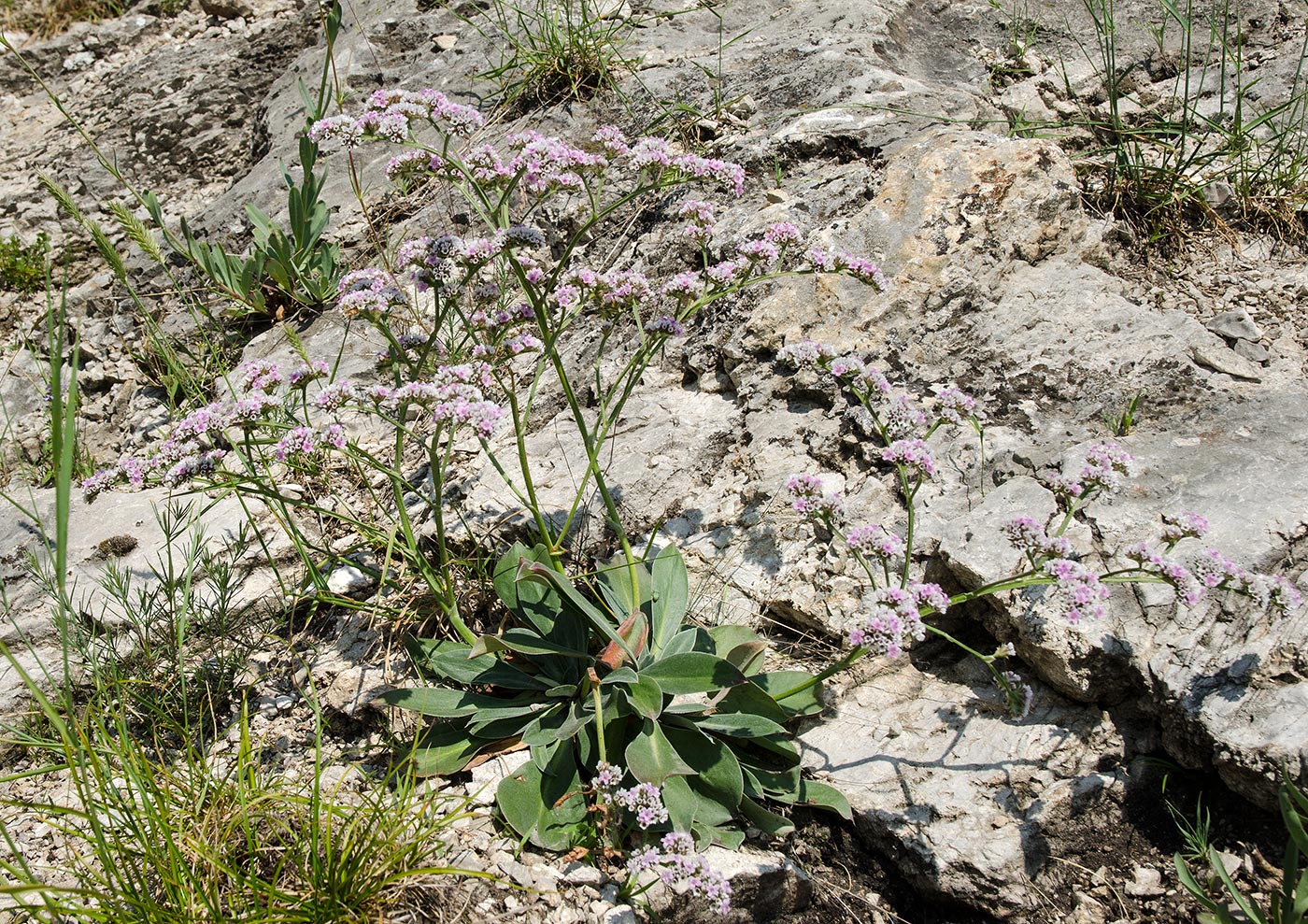 Изображение особи Goniolimon elatum.