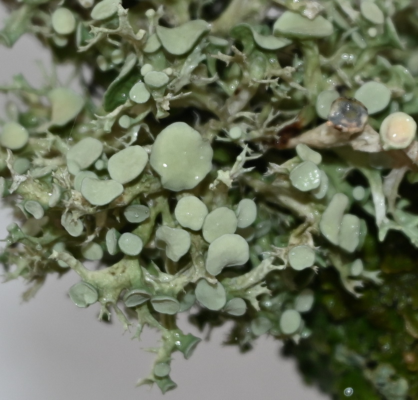 Image of Unknown species specimen.