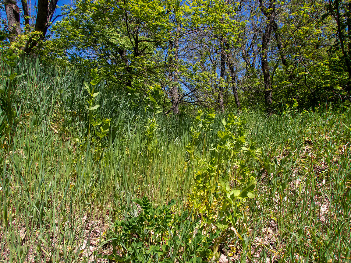 Image of Smyrnium perfoliatum specimen.