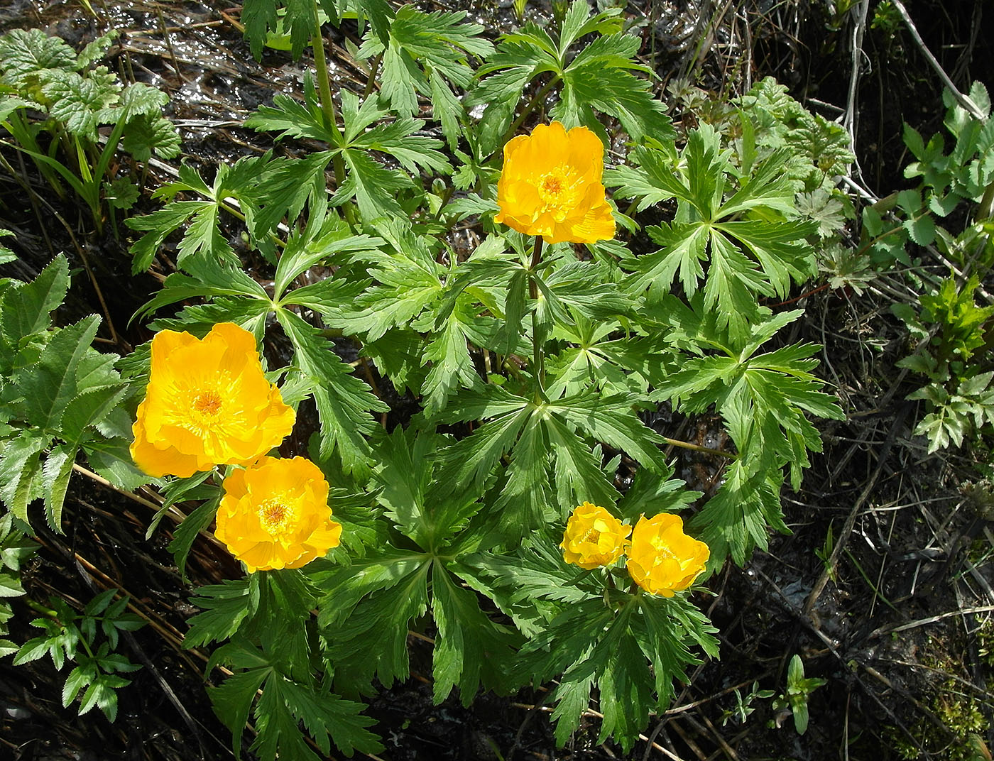 Изображение особи Trollius altaicus.