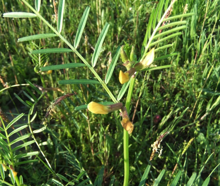 Image of Vicia biebersteinii specimen.