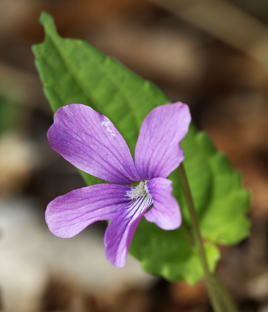 Image of Viola hirtipes specimen.