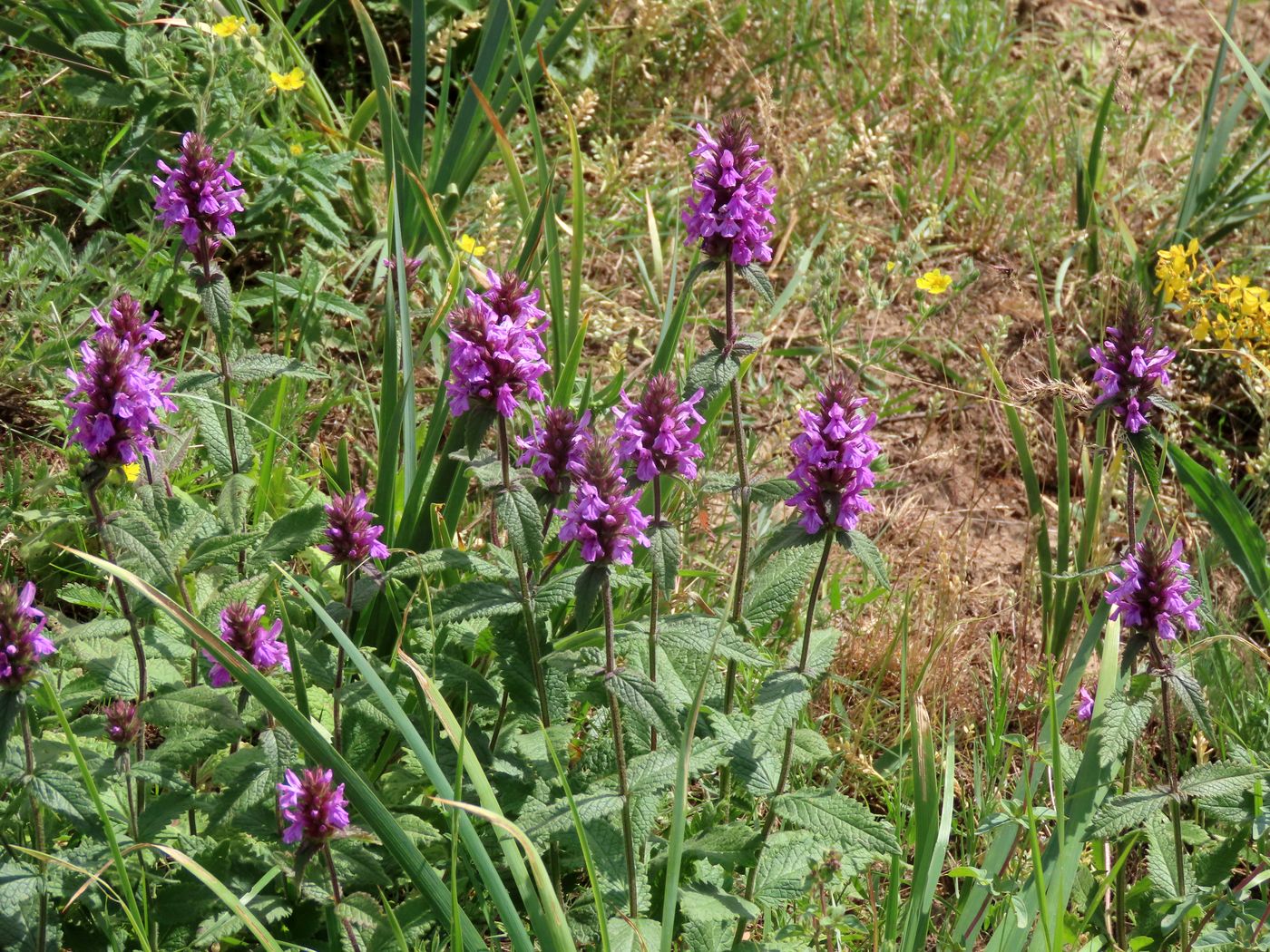 Image of Betonica betoniciflora specimen.