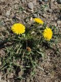 Taraxacum scariosum