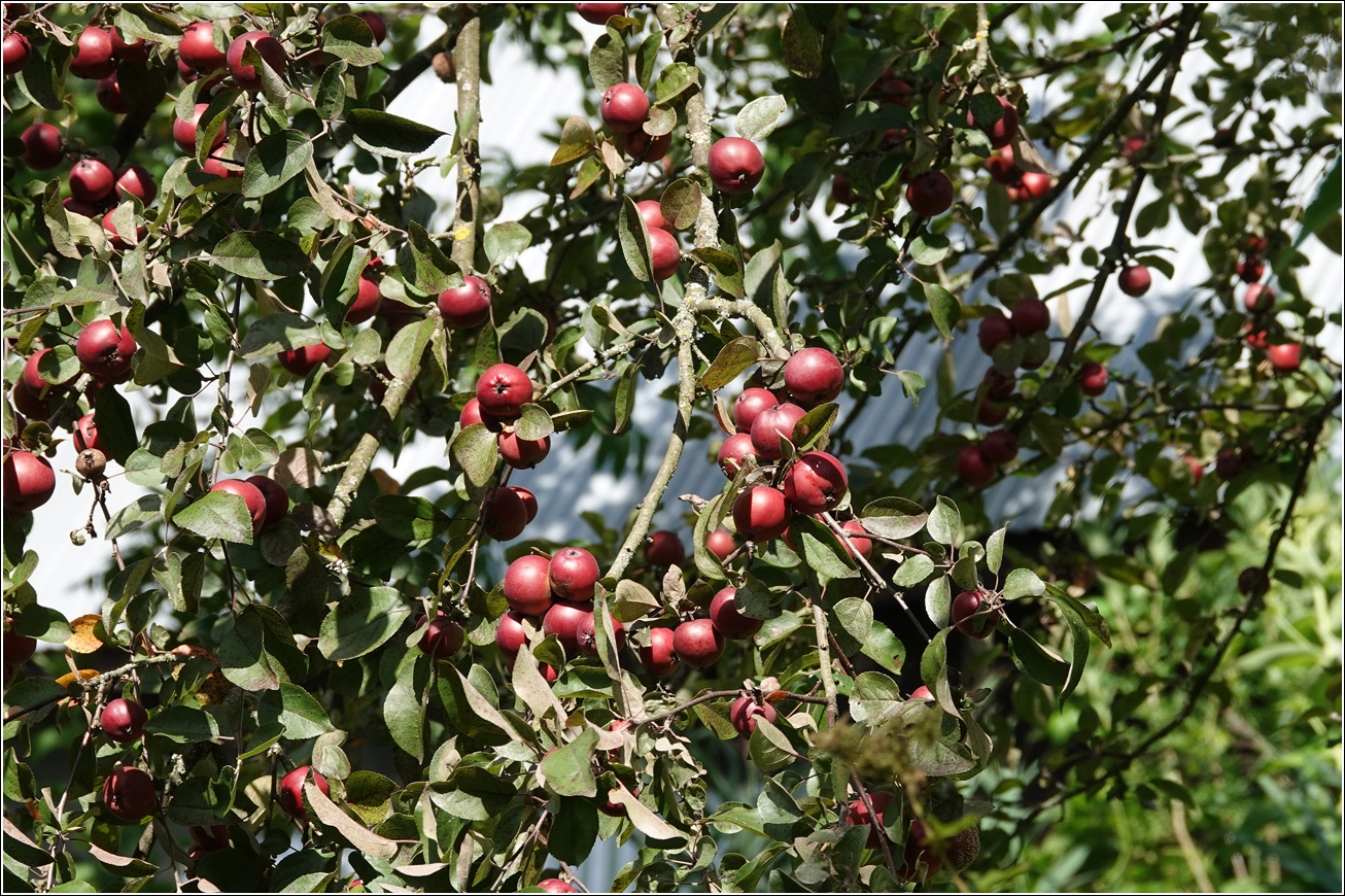 Изображение особи Malus niedzwetzkyana.