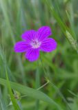 Geranium pratense. Цветок. Ленинградская обл., Лужский р-н, окр. пос. Володарское, край возделываемого поля. 26.07.2026.
