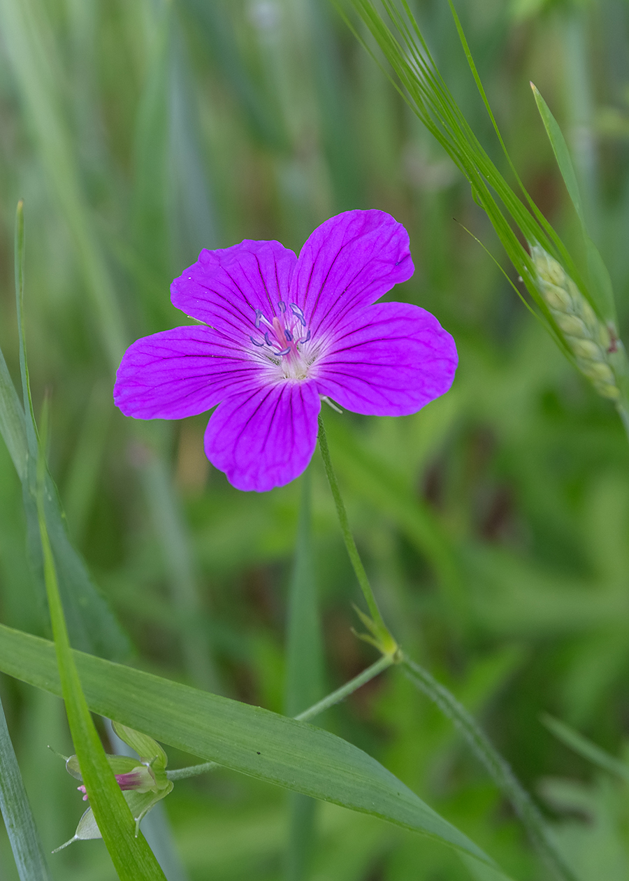 Image of Geranium pratense specimen.