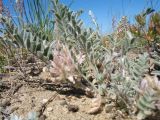Astragalus roseus. Цветущее растение. Казахстан, Восточно-Казахстанская обл., Курчумский р-н; Зайсанская котловина, левобережье р. Чёрный Иртыш, степь на песках. 13 мая 2026 г.