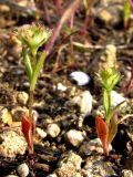 Valerianella coronata. Плодоносящие растения. Крым, Севастополь, бух. Солёная. 9 мая 2011 г.