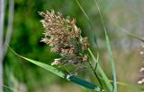 Phragmites australis. Верхушка побега с соцветием. Португалия, г. Лиссабон, берег реки. 16.06.2026.