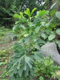Ginkgo biloba. Верхушка молодого деревца с аномальными листьями. Московская обл., Щёлковский р-н, в культуре. 30.08.2026.