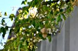 Cardiospermum grandiflorum. Часть побега с соцветиями. Португалия, о-в Мадейра, г. Фуншал, на заборе. 18.08.2025.