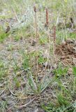 Plantago salsa. Отцветшее растение. Иркутская обл., Ольхонский р-н, 15 км к СВ от с. Еланцы, Тажеранская степь, соленое оз. Шадар-Нур, солонец по берегу озера. 09.07.2011.