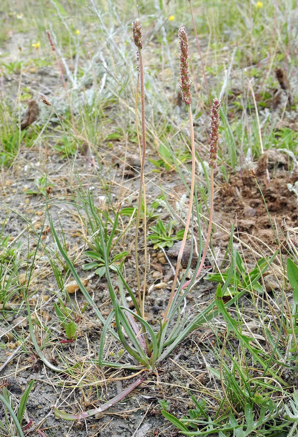 Image of Plantago salsa specimen.