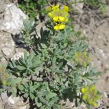 Alyssum lenense. Цветущее растение. Татарстан, Бавлинский р-н. 15.05.2011.