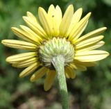 Anthemis tinctoria