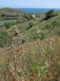 Himantoglossum caprinum. Цветущие растения. ЮВ Крым, гора Эчки-Даг. 10 июня 2011 г.