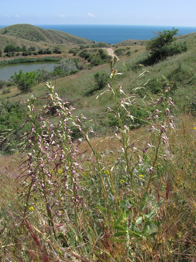 Image of Himantoglossum caprinum specimen.