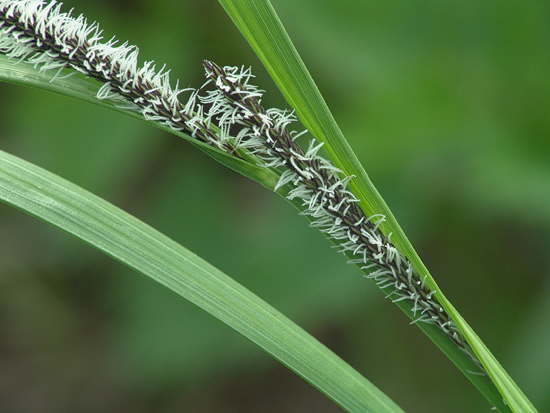 Изображение особи Carex acuta.