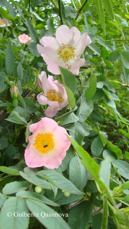 Image of genus Rosa specimen.