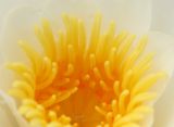 Nymphaea candida