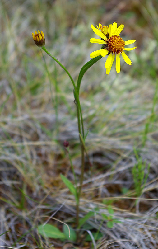 Image of genus Tephroseris specimen.