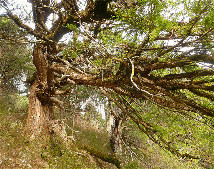 Image of Juniperus excelsa specimen.