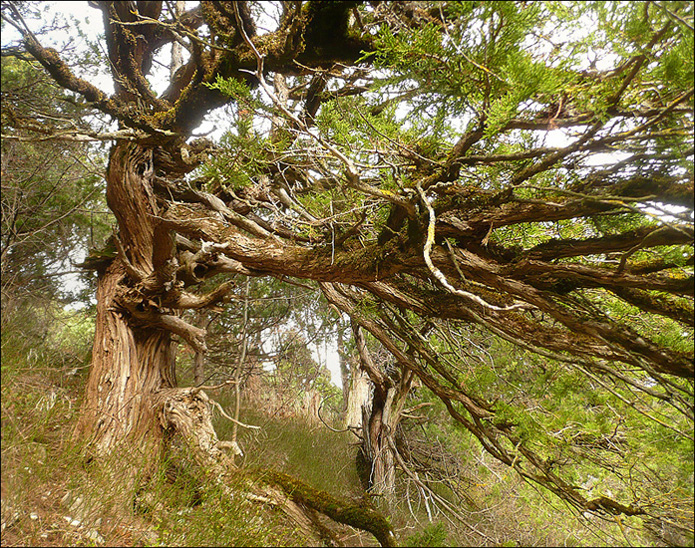 Изображение особи Juniperus excelsa.