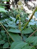 Aralia elata