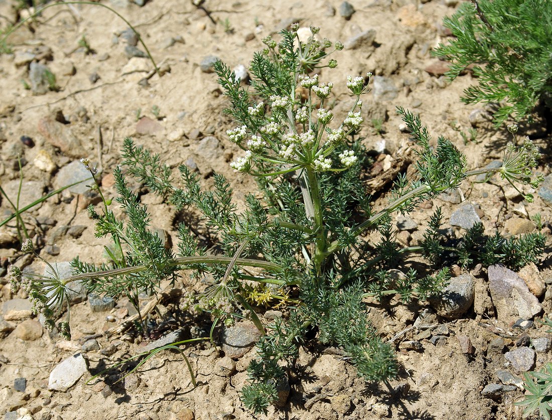 Изображение особи семейство Apiaceae.