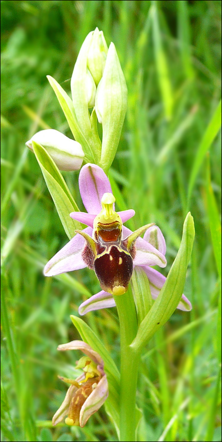 Изображение особи Ophrys oestrifera.