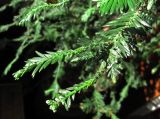 Sequoia sempervirens