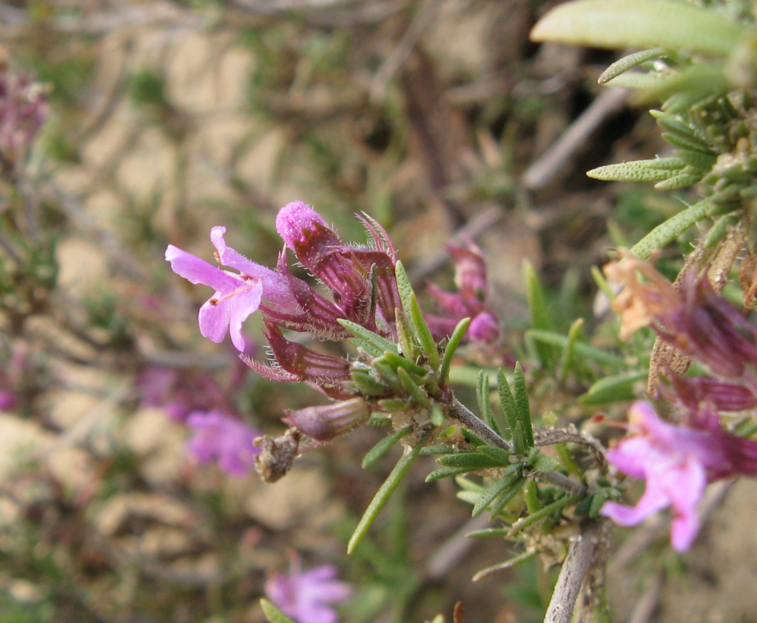 Изображение особи Thymus pallasianus.