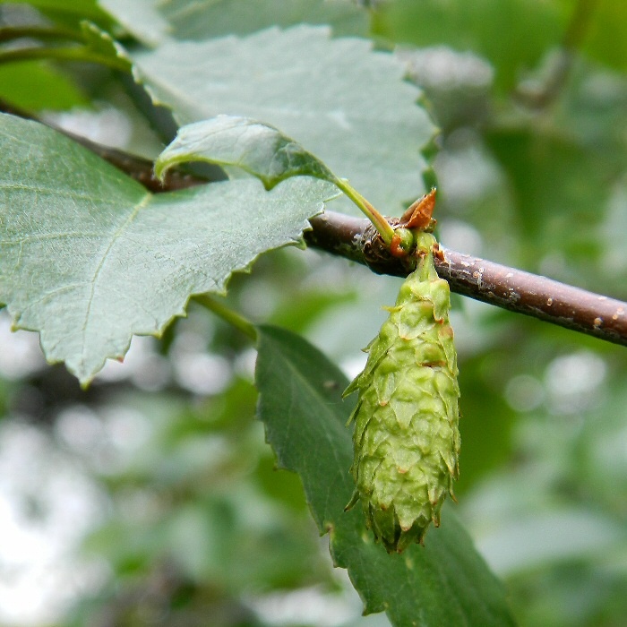 Изображение особи род Betula.