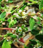 Polygonum arenastrum