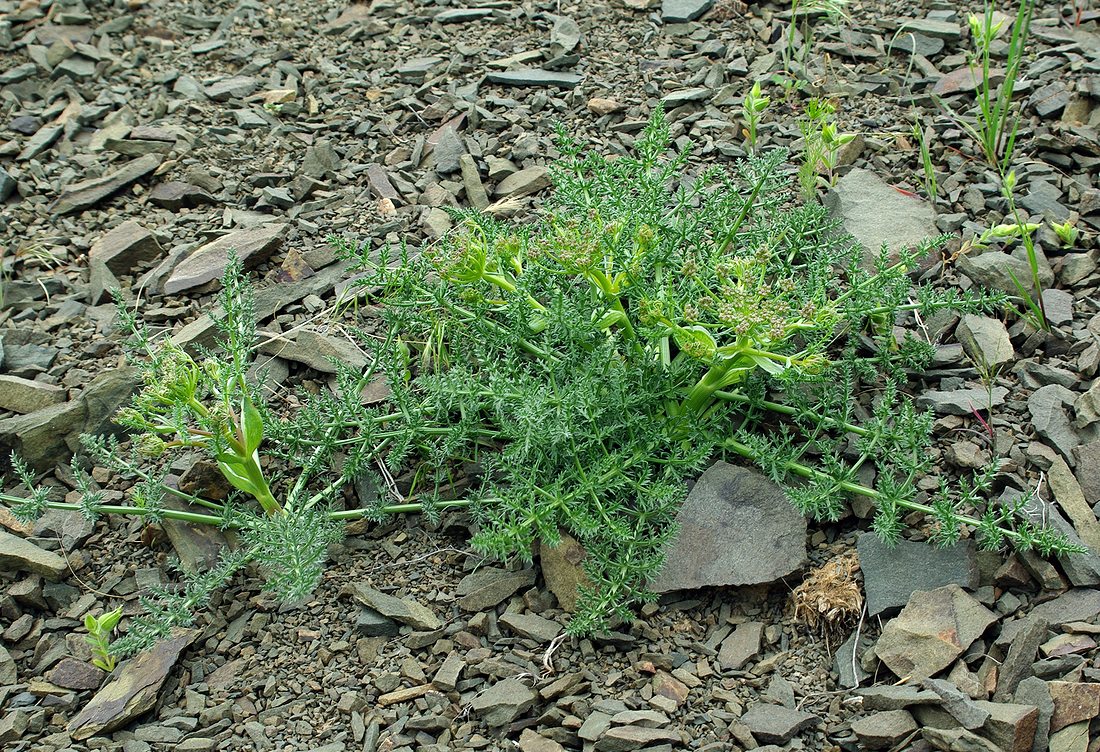 Image of familia Apiaceae specimen.