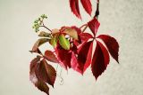 Parthenocissus quinquefolia. Побег с незрелыми плодами и листьями в осенней окраске. Московская обл., Раменский р-н, окр. дер. Хрипань, дачный участок. 22.09.2007.