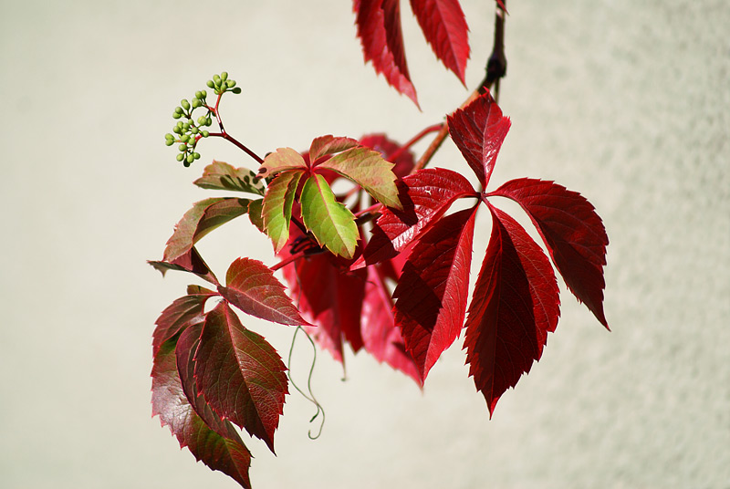 Изображение особи Parthenocissus quinquefolia.