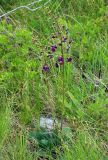 Verbascum phoeniceum